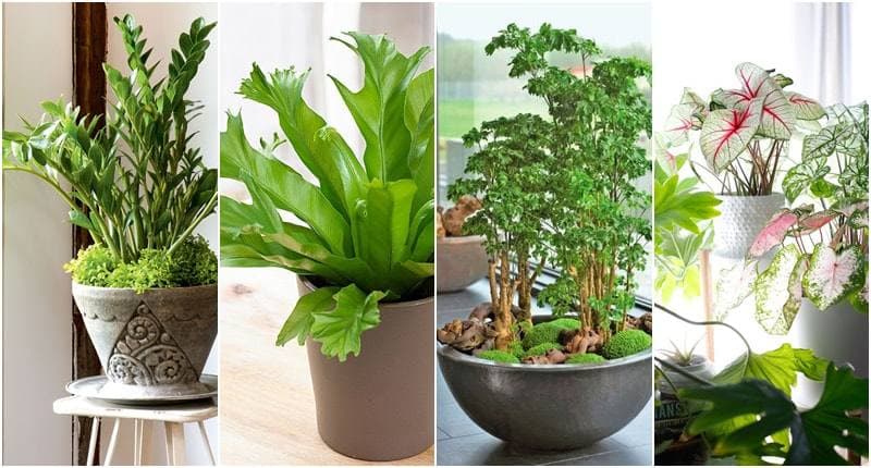 What are the best plants to plant in the house? add beauty to the house